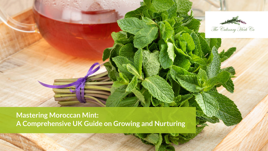 Mastering Moroccan Mint: A Comprehensive UK Guide on Growing and Nurturing