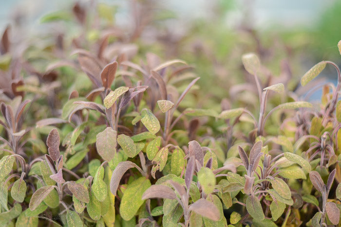 Variegated Sage Plant - 3" Pot Live Culinary Herb, Green & Cream Leaves, Full Sun