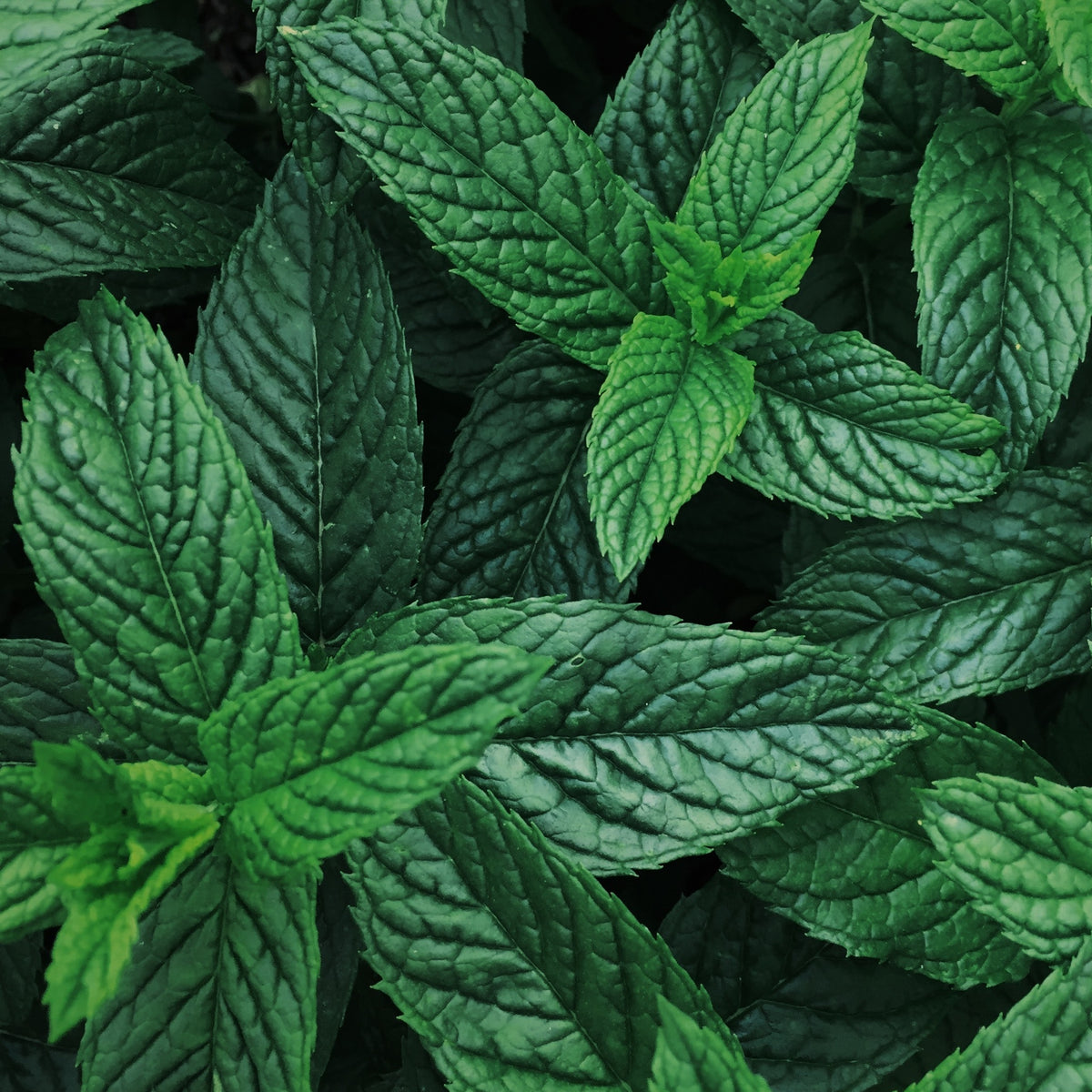 Herb Plants Buy Herb Plants Online The Culinary Herb Company