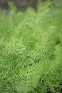 Fennel Green (Foeniculum vulgare)