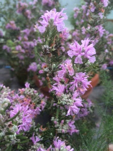 Rosemary: Majorca Pink (Rosmarinus officinalis 'Majorca Pink') - The Culinary Herb Company