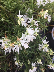 Rosemary: White (Salvia rosmarinus 'Albus')