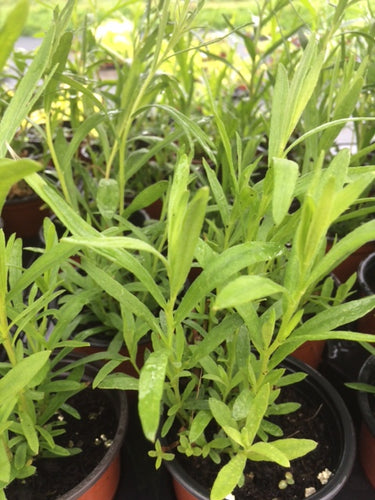 Tarragon: Russian (Artemisia dracunculus) - The Culinary Herb Company