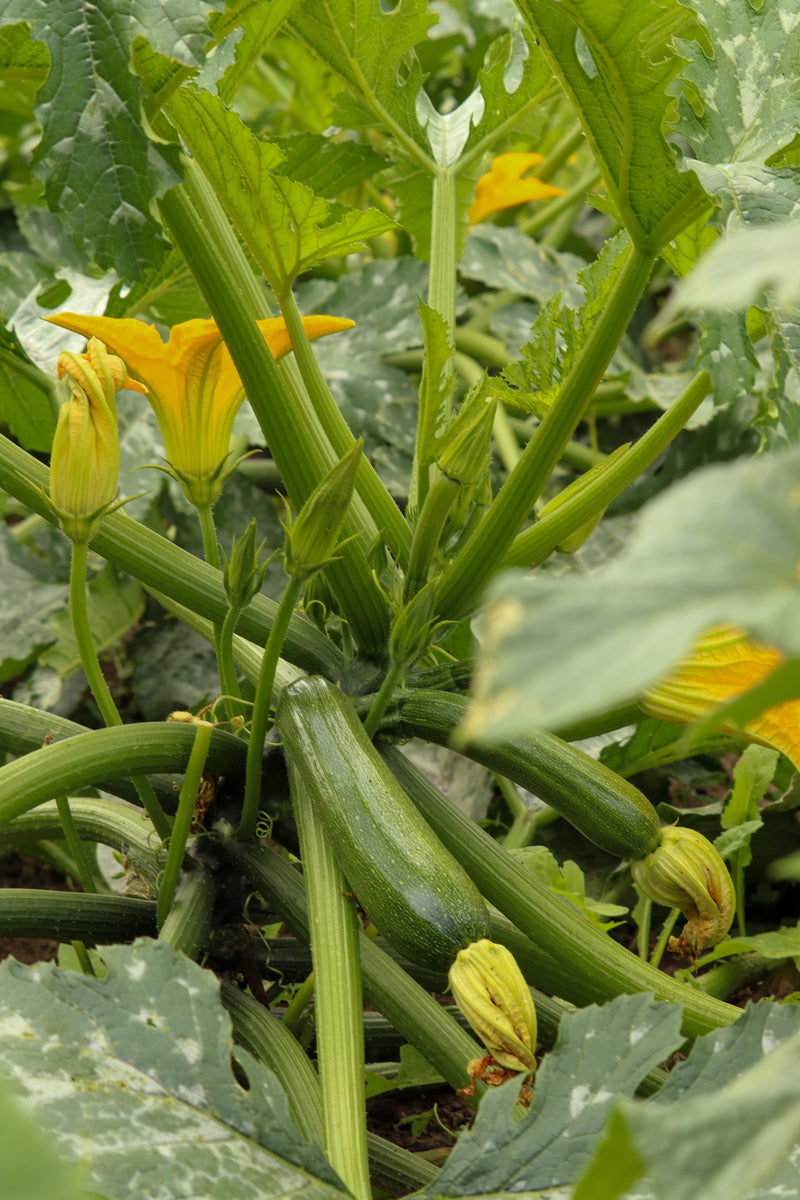 Courgette Green (Ambassador F1) Buy Vegetable Plants Online The