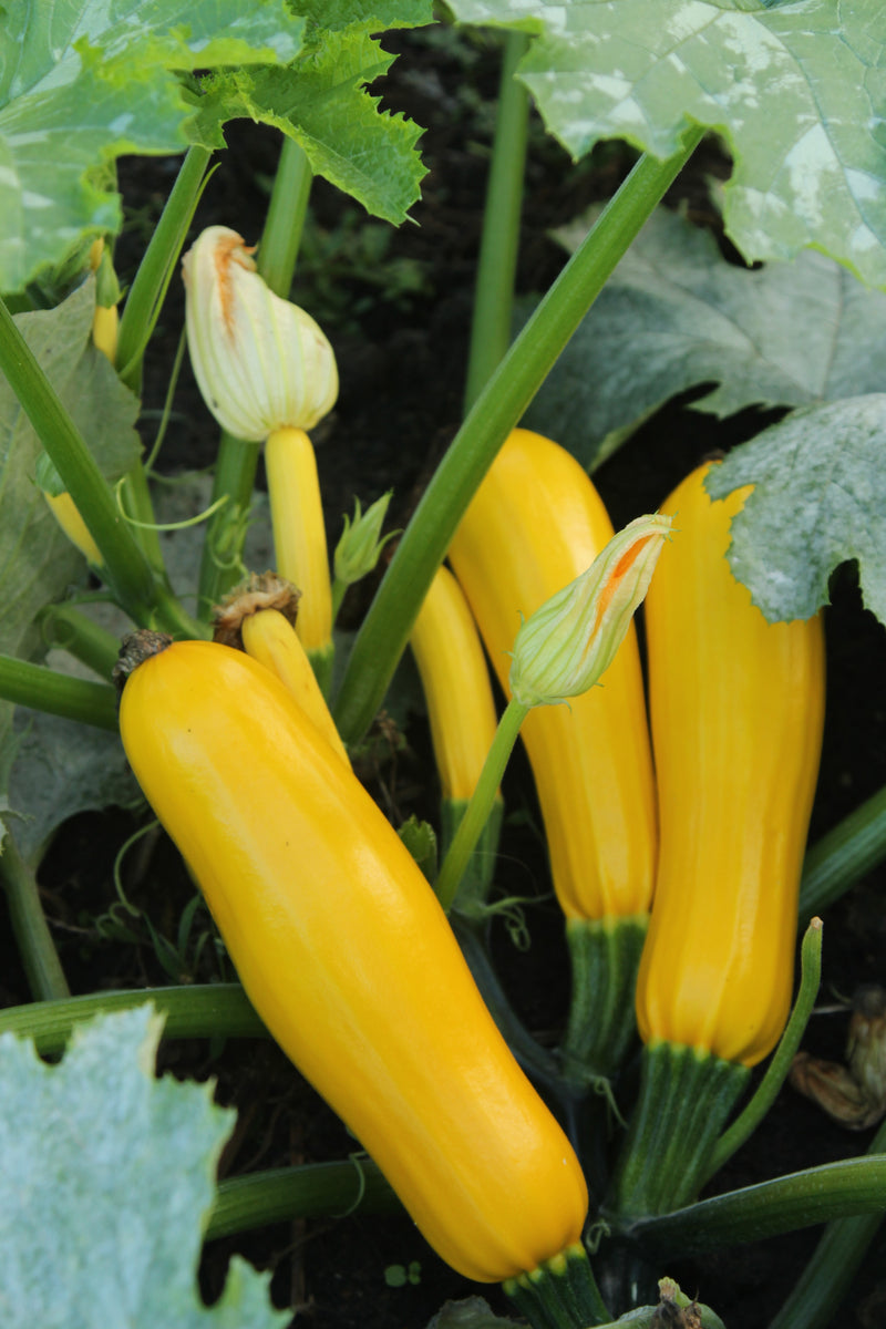 Courgette Yellow (Atena F1) Buy Vegetable Plants Online The