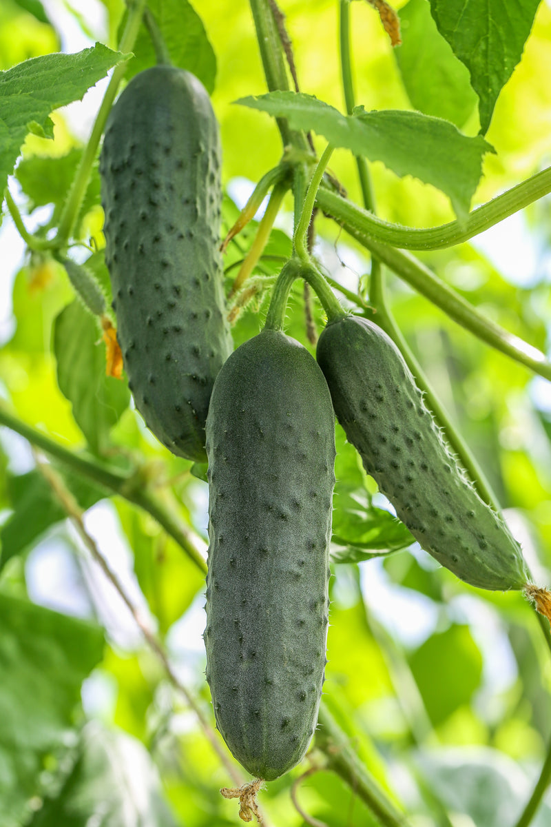 Cucumber (Marketmore) Buy Vegetable Plants Online The Culinary Herb