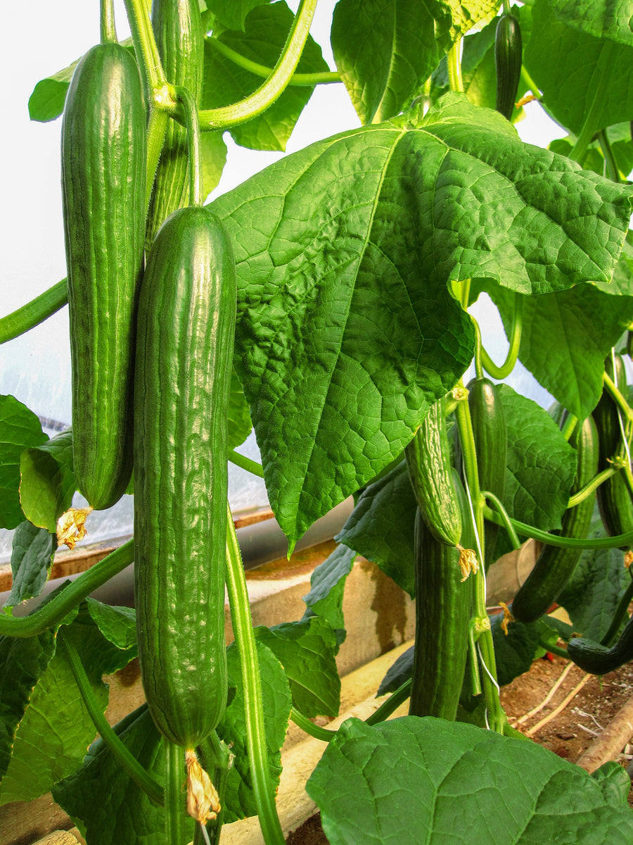 Cucumber (Telegraph Improved) Buy Vegetable Plants Online The
