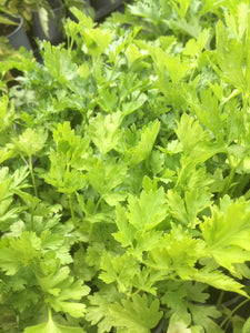 Parsley: Flat Leaf (Petroselinum crispum 'French') - The Culinary Herb Company