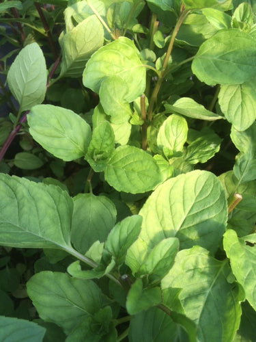 Mint: Lime (Mentha x piperita f. citrata 'Lime') - The Culinary Herb Company