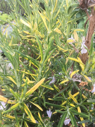 Rosemary: Golden Variegated (Salvia rosmarinus 'Aureus')