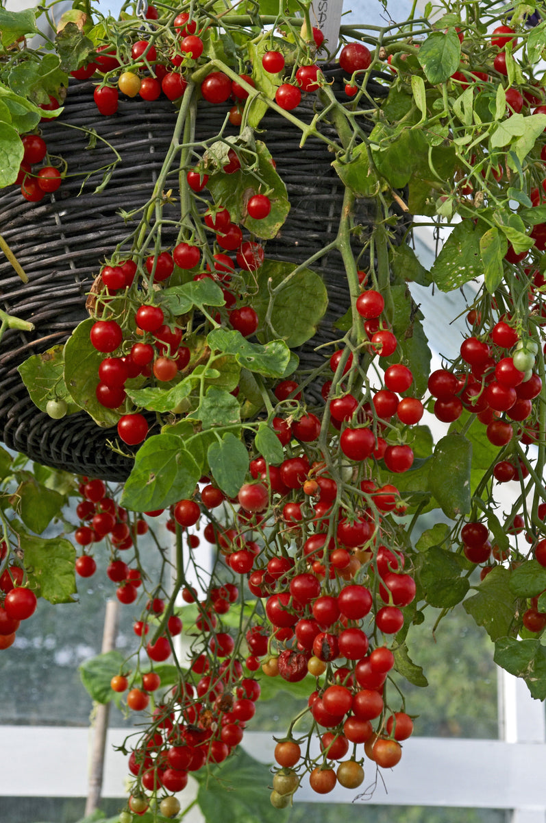 Tomato Tumbling Tom Buy Tomato Plants The Culinary Herb Company