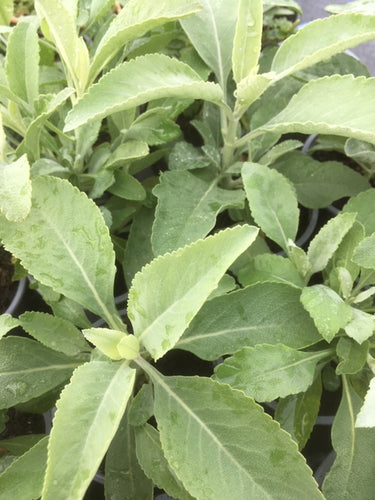 Sage: White (Salvia apiana) - The Culinary Herb Company