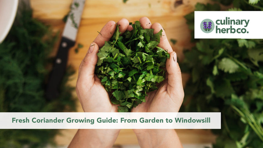 Fresh Coriander Growing Guide: From Garden to Windowsill