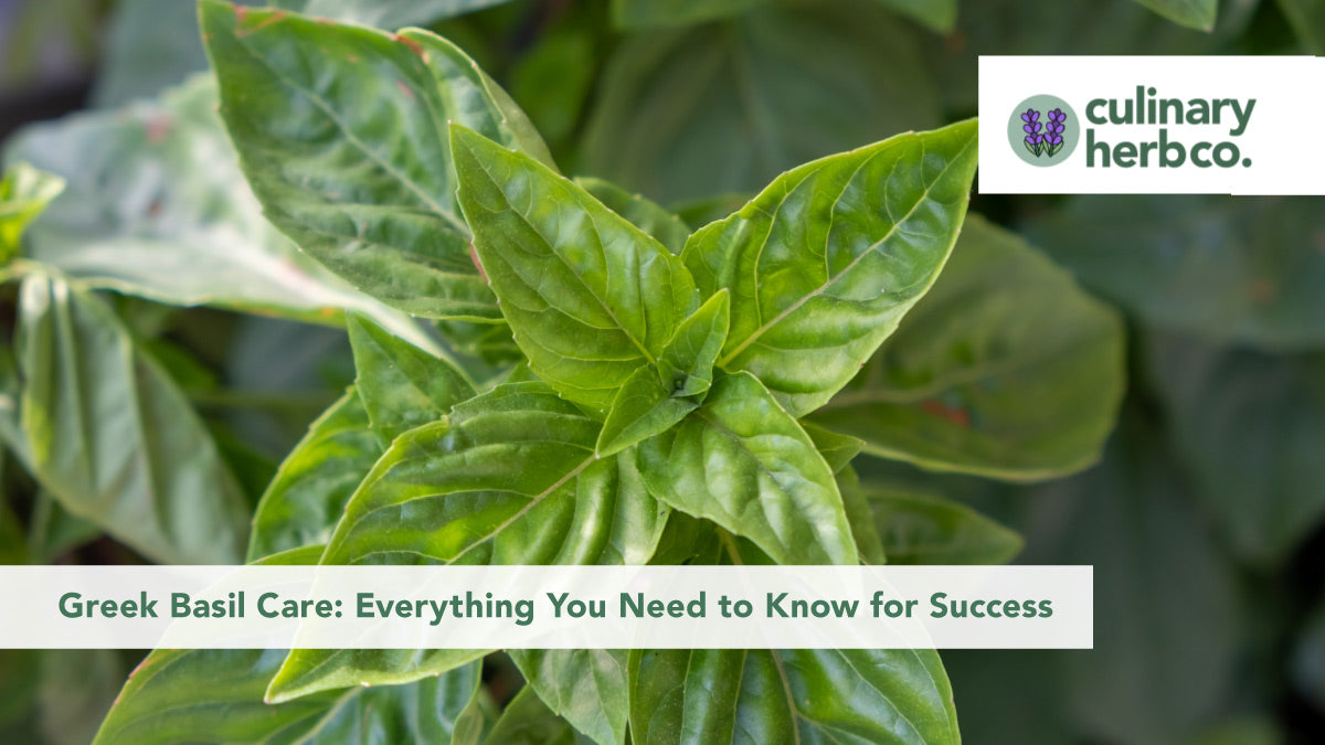 Greek Basil Care Guide: How to Grow, Harvest & Maintain