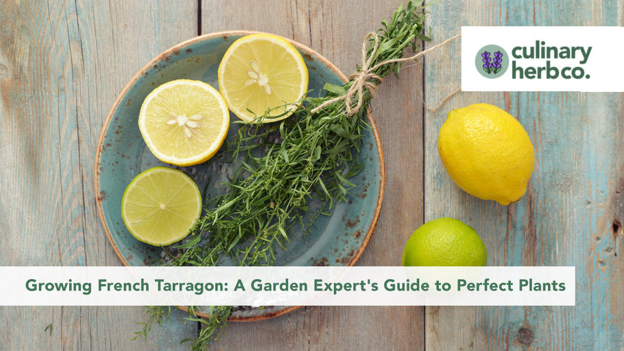 Growing French Tarragon: A Garden Expert's Guide to Perfect Plants
