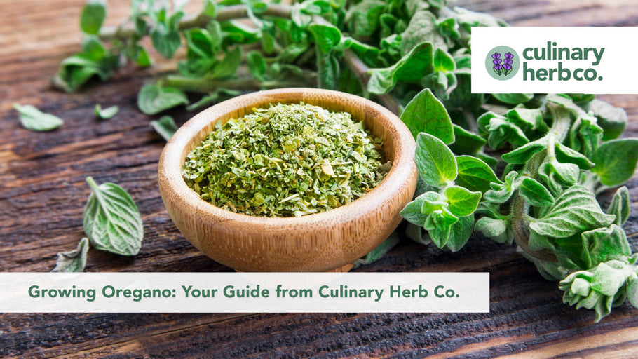 Growing Oregano: Your Guide from Culinary Herb Co.
