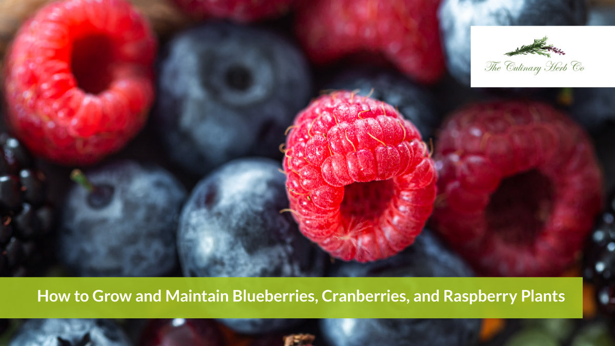 Blue Raspberry Growing How to Grow and Maintain Blueberries, Cranberries and Raspberry Plants ...