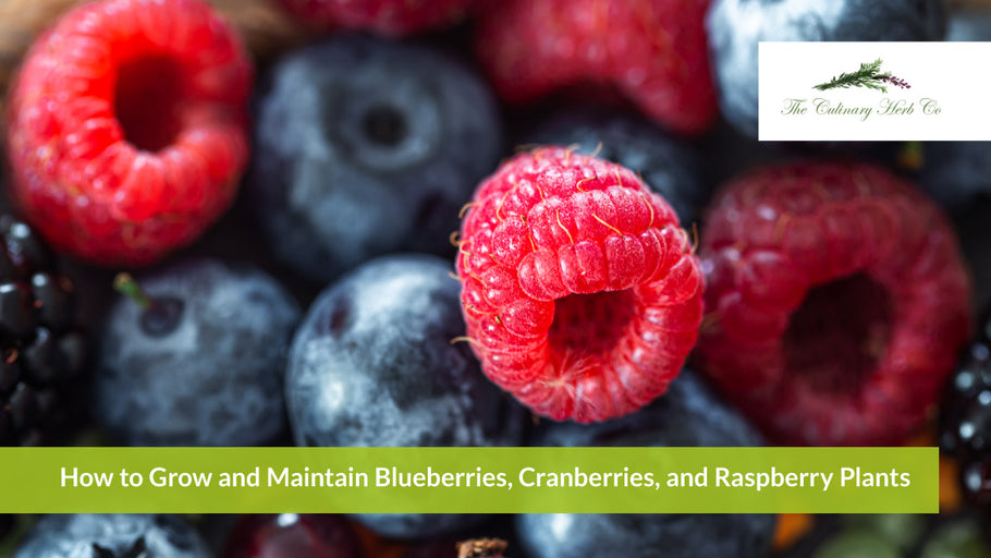 How to Grow and Maintain Blueberries, Cranberries, and Raspberry Plants