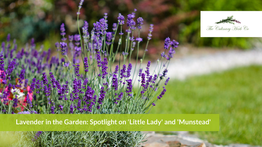 Lavender in the Garden: Spotlight on 'Little Lady' and 'Munstead'
