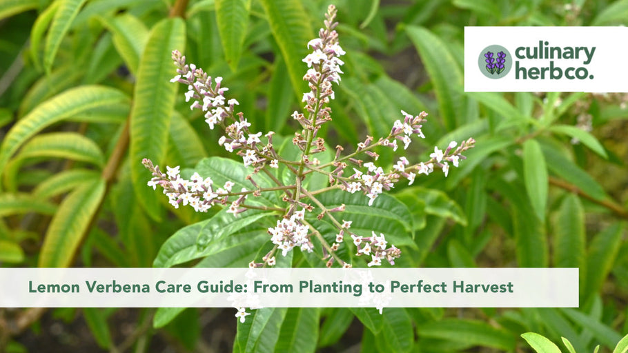Lemon Verbena Care Guide: From Planting to Perfect Harvest