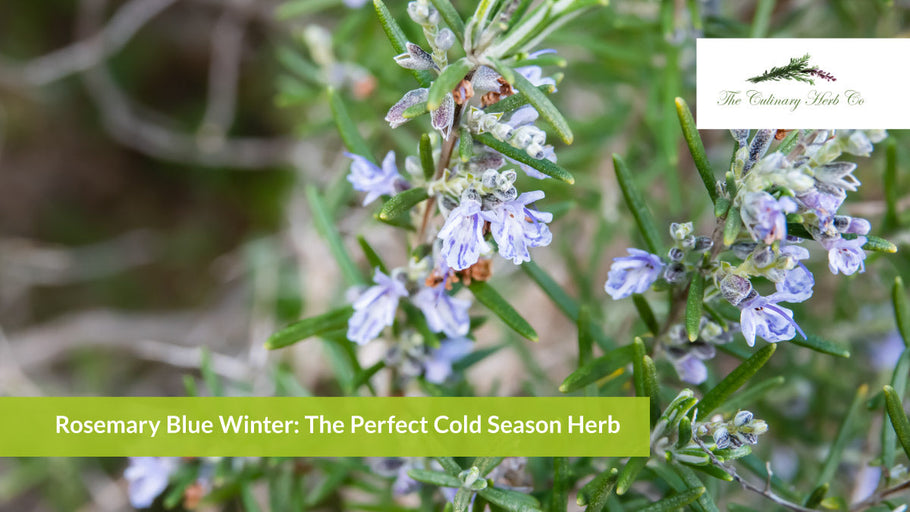 Rosemary Blue Winter: The Perfect Cold Season Herb