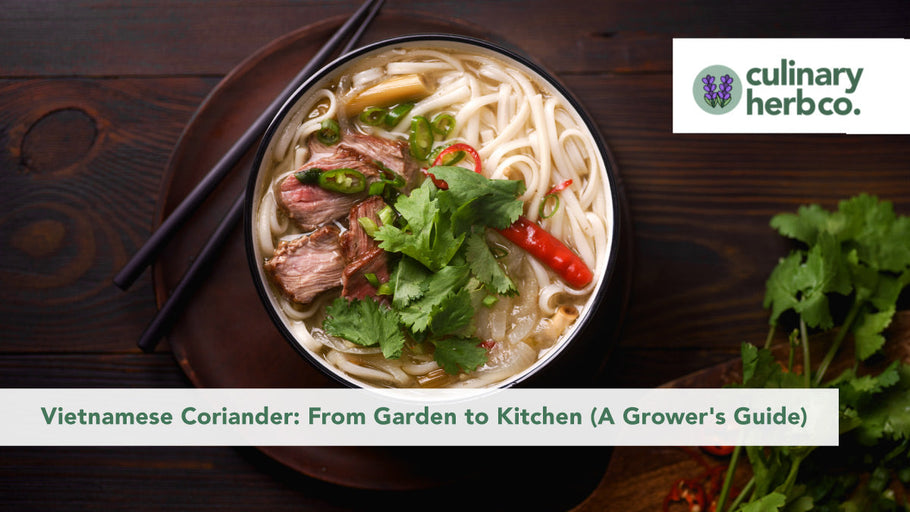 Vietnamese Coriander: From Garden to Kitchen (A Grower's Guide)