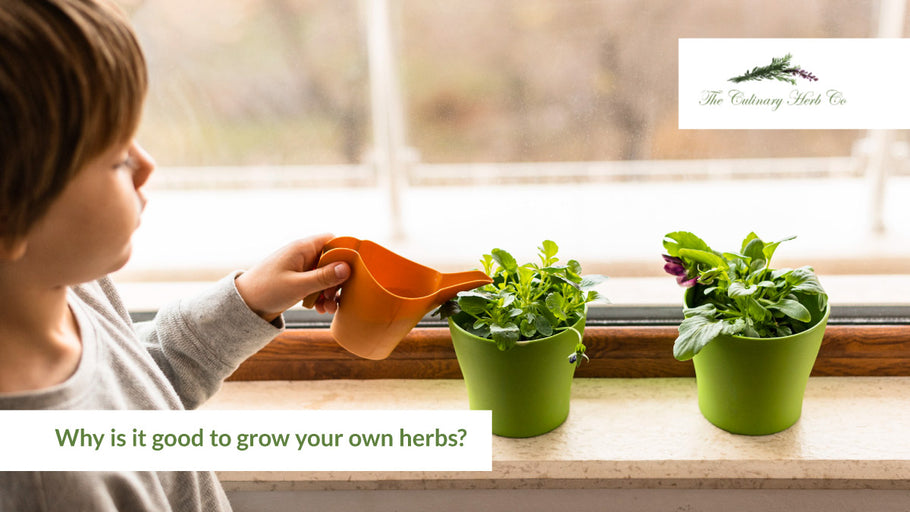 Why is it good to grow your own herbs?
