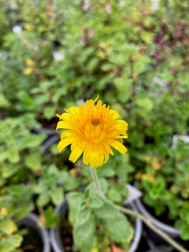 Arnica (Arnica montana) - Culinary Herb Co.