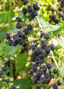 Blackberry ('Montblanc') 12cm - Culinary Herb Co.
