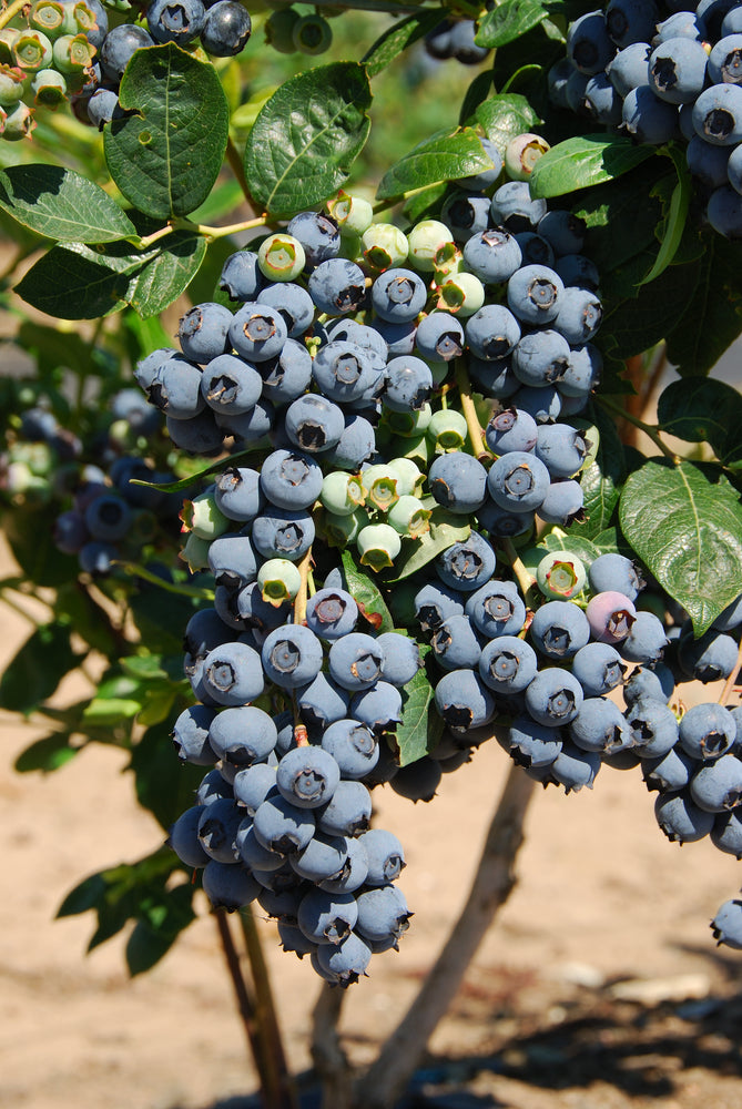 Blueberry (Vaccinium corymbosum 'Blueroma') 12cm