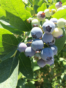 Blueberry (Vaccinium corymbosum 'Buddy Blue') 12cm - Culinary Herb Co.