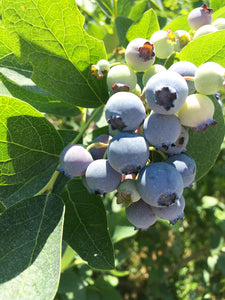 Blueberry (Vaccinium corymbosum 'Buddy Blue') 12cm