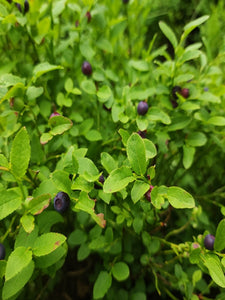 Blueberry (Vaccinium corymbosum 'Little Blue Wonder') 12cm