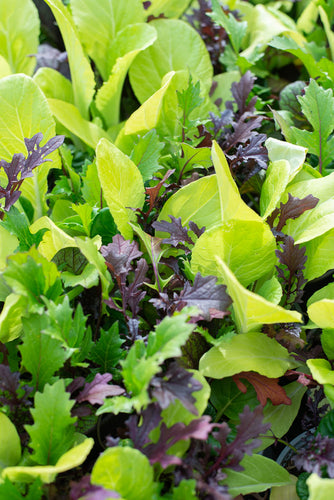 Bright and Spicy Salad Mix - Culinary Herb Co.