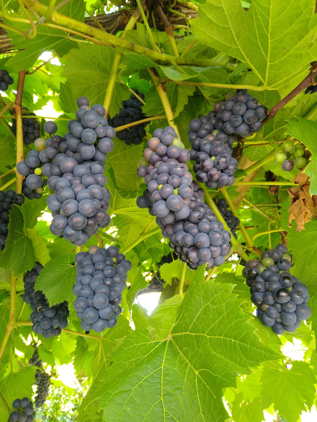 Grape ('Pinot Noir') 12cm