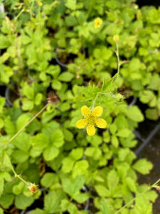Herb Bennet (Geum urbanum) - Culinary Herb Co.