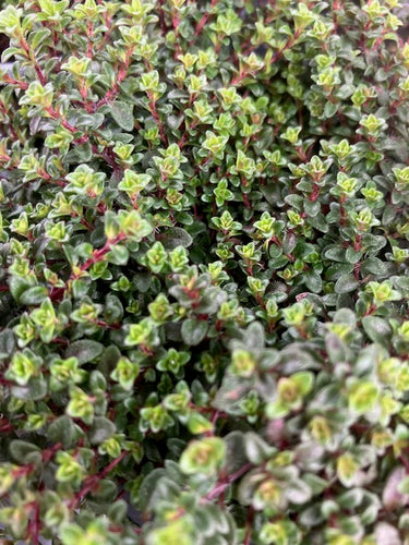 Thyme: Bressingham Pink (Thymus doerfleri) - Culinary Herb Co.