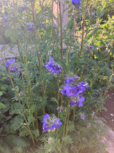 Load image into Gallery viewer, Jacobs Ladder (Polemonium caeruleum) - Culinary Herb Co.