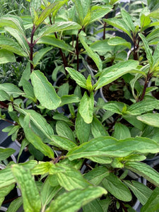 snake grass plant benefits Mint: Thai mint (Mentha arvensis 'Thai')