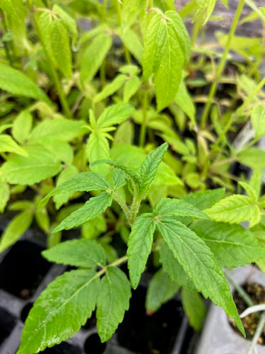 Balm of Gelead (Cedronella canariensis) - Culinary Herb Co.