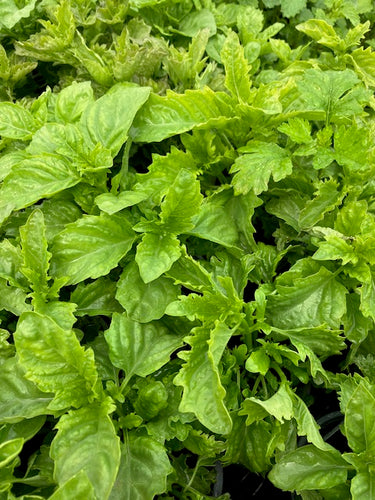 Basil: Spicy Sabre (Ocimum basilicum ‘Spicy sabre’) - Culinary Herb Co.