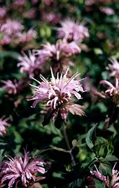 Bergamot Croftway pink (Monarda ‘Croftway pink’) - Culinary Herb Co.
