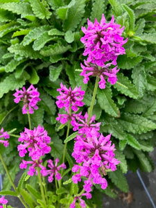 Betony (Betonica officinalis) - Culinary Herb Co.