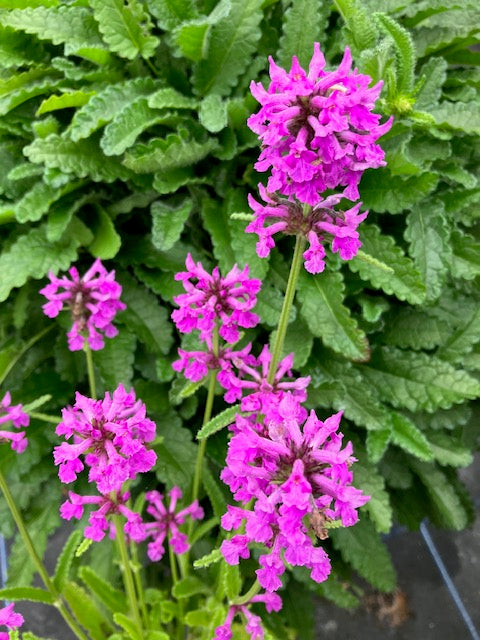 Betony (Betonica officinalis)
