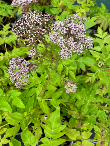 Parsley: Black (Melanoselinum decipiens) - Culinary Herb Co.