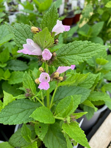 Mint: Cat mint Japanese cat mint (Nepeta subsessilis) - Culinary Herb Co.