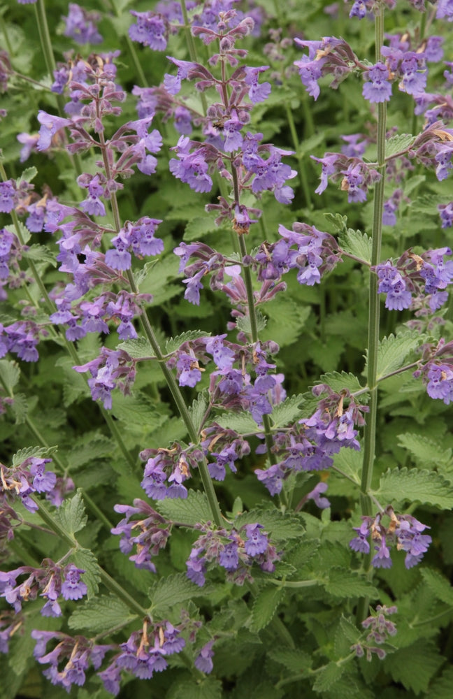 Mint: Cat mint Walkers low (Napeta x faasseni ‘Walkers low)