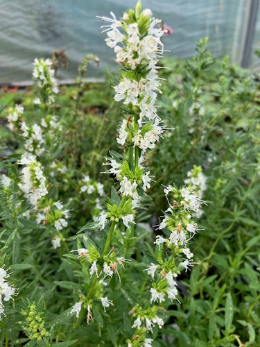 Hyssop: White (Hyssopus officinalis ‘White’) - Culinary Herb Co.