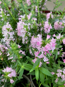 Hyssop: Pink (Hyssopus officinalis ‘Pink') - Culinary Herb Co.