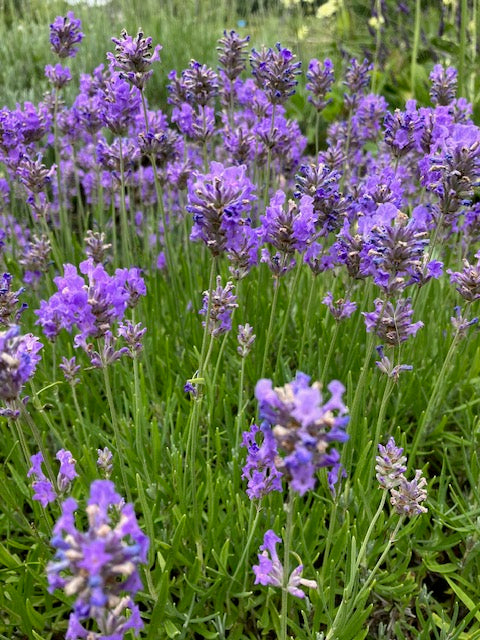Lavender: Ashdown Forest (Lavandula angustifolia 'Ashdown Forest')